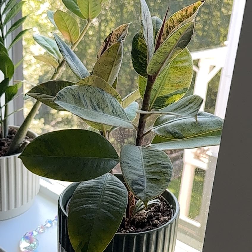 Photo of the plant species Ficus Shivereana by @SedulousSucc79 named Foxxy on Greg, the plant care app