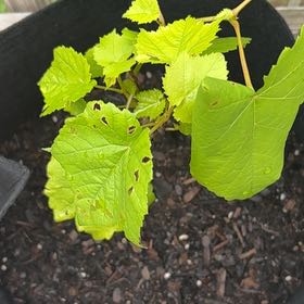 Photo of the plant species Wine Grape by @NewKonjac2 named Doja Cat on Greg, the plant care app