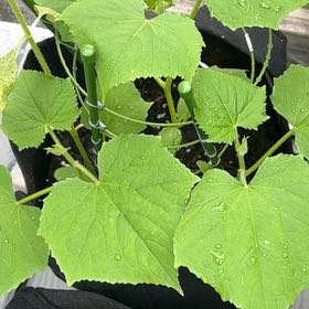 Photo of the plant species Cucumber by @NewKonjac2 named Gomez on Greg, the plant care app