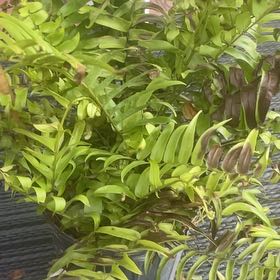 Photo of the plant species Shining Spleenwort by @OodlesGabisan65 named Orwell on Greg, the plant care app