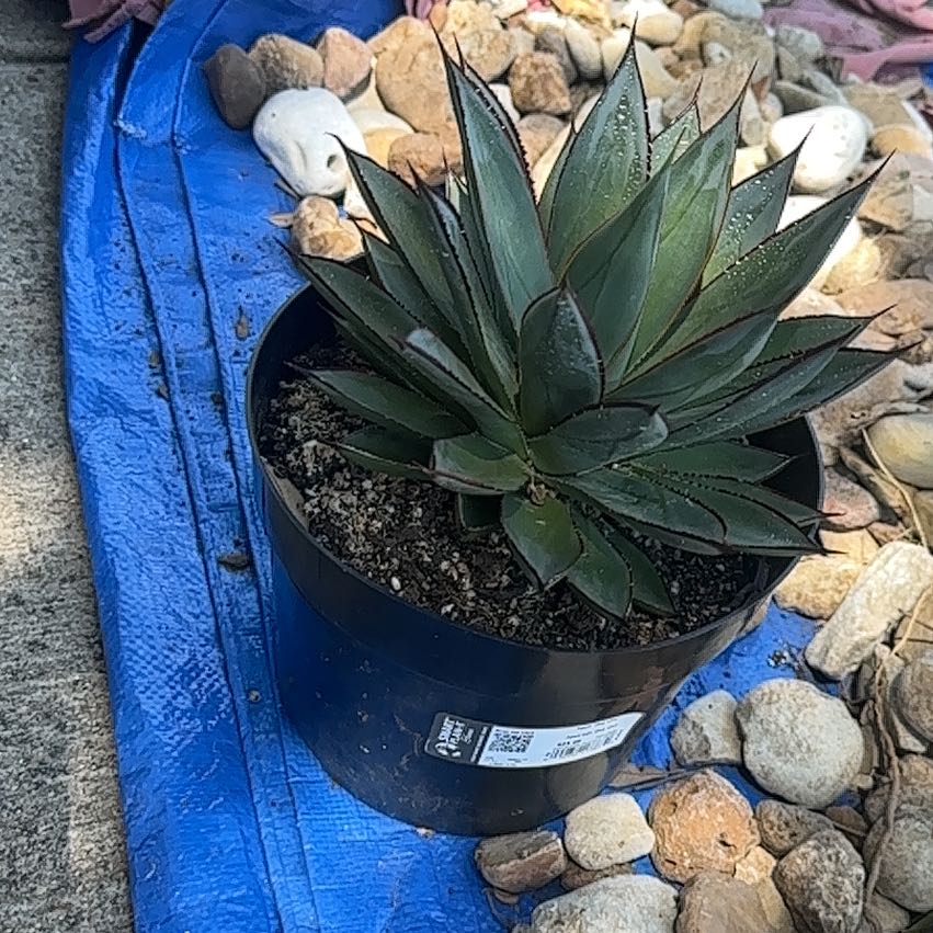 Photo of the plant species Queen Victoria Agave by @LordPhlox61 named Orlando Bloom on Greg, the plant care app
