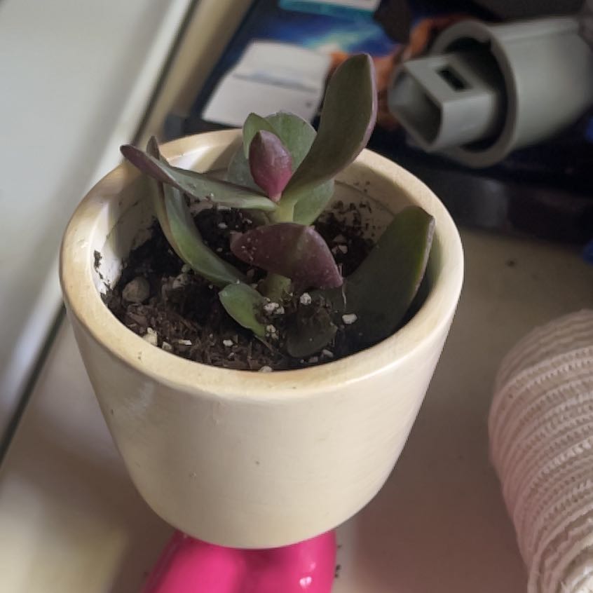 Photo of the plant species Red Jade Plant by @DearQuince44 named Jerome on Greg, the plant care app