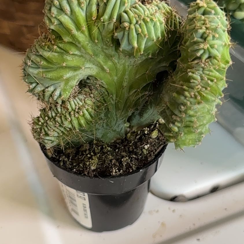 Photo of the plant species Crested Blue Flame by @MaximalFicus31 named Fernie Mercury on Greg, the plant care app