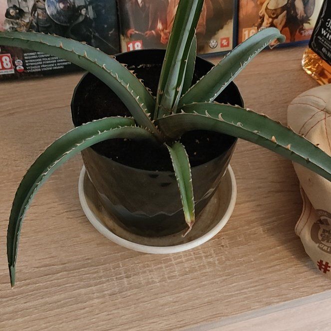 Photo of the plant species Red Agave by @Maangoo118 named Beckham on Greg, the plant care app