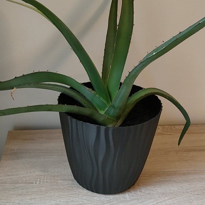 Photo of the plant species Red Agave by @Maangoo118 named Figyonce on Greg, the plant care app