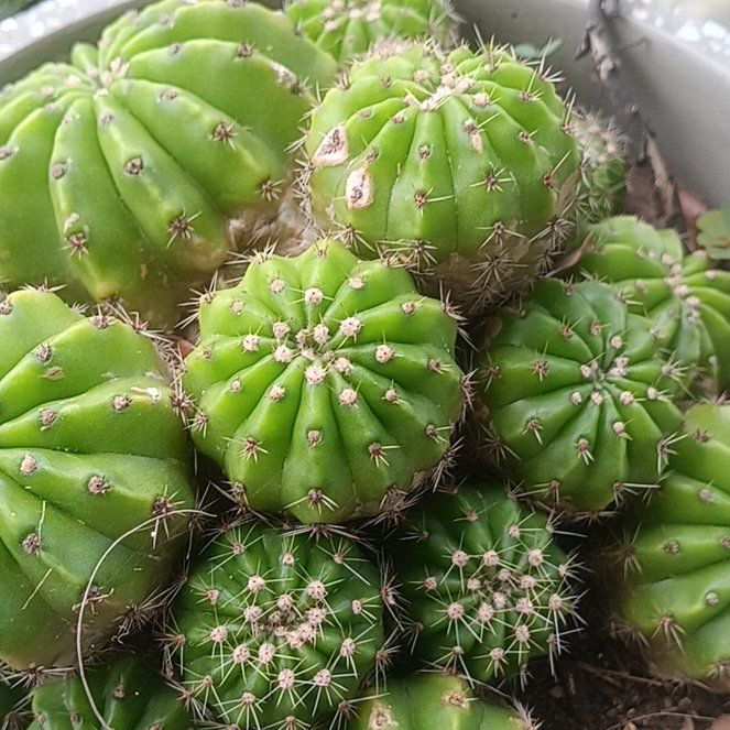 Photo of the plant species Argentine Giant by @LargeWychelm35 named Rainier on Greg, the plant care app