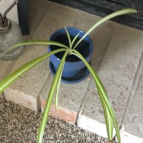 Photo of the plant species Grape Hyacinth by @AtypicalSalal75 named Miley on Greg, the plant care app