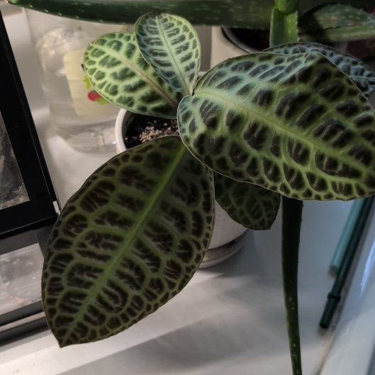 Photo of the plant species Downy Rattlesnake Plantain by @VipColtsfoot43 named Bigleef Smalls on Greg, the plant care app