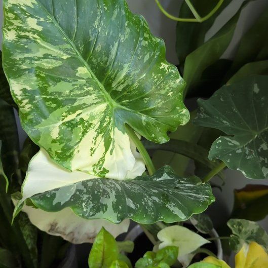 Photo of the plant species Alocasia Gageana Aurea Variegata by @VipColtsfoot43 named Pax on Greg, the plant care app