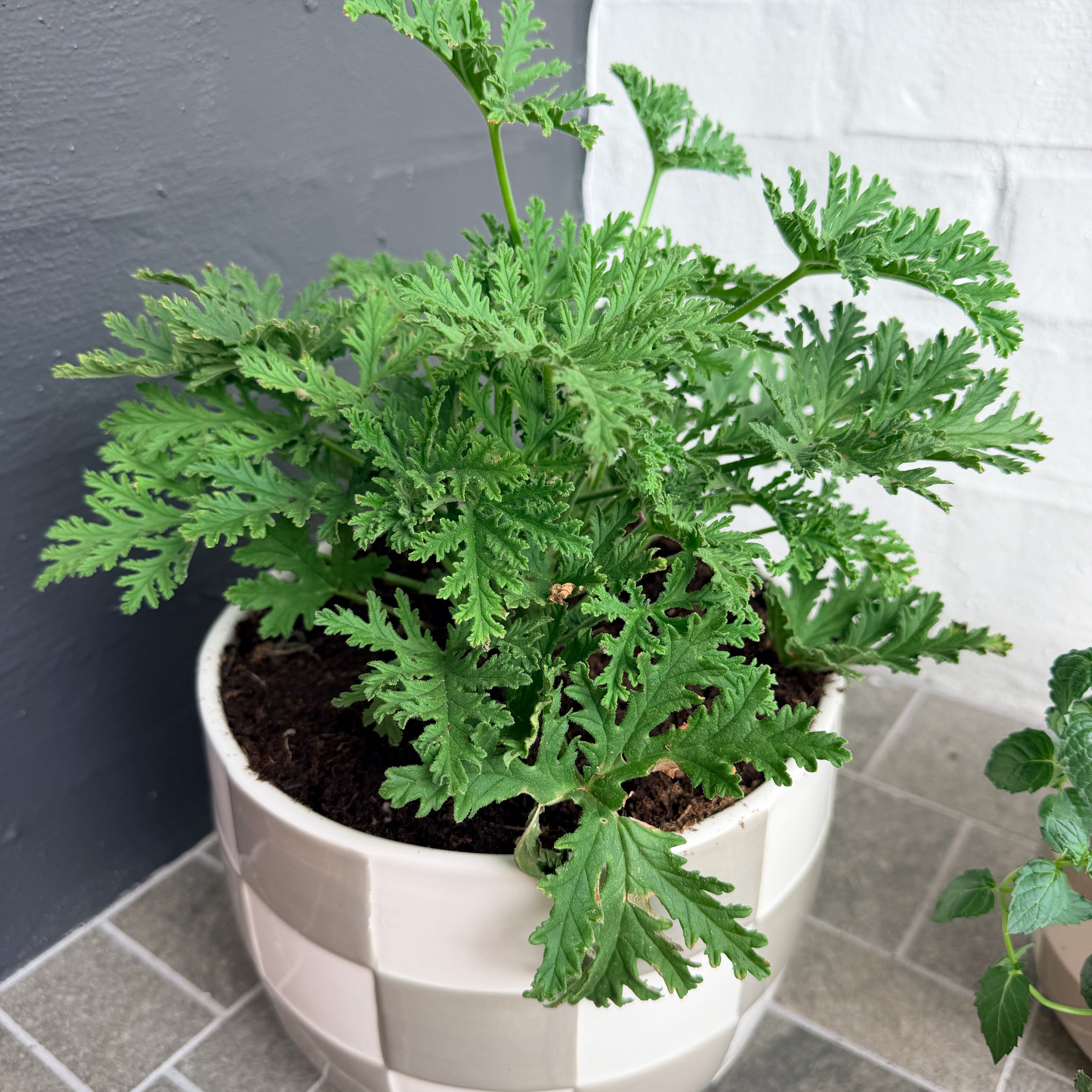 Photo of the plant species Citronella (anti-mosquito plant) by @AceRuby42 named Lavender on Greg, the plant care app