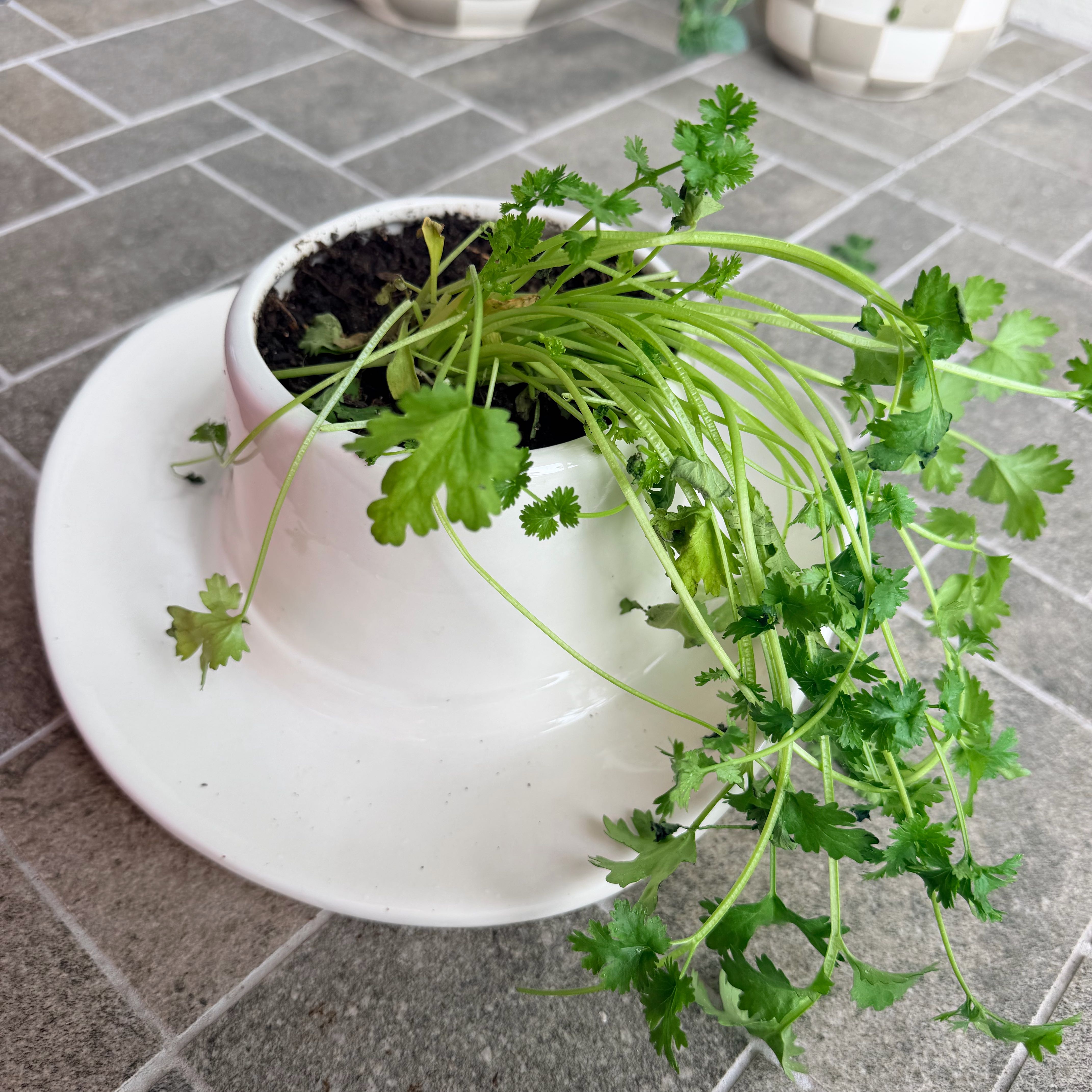 Photo of the plant species cilantro by @AceRuby42 named Eva on Greg, the plant care app