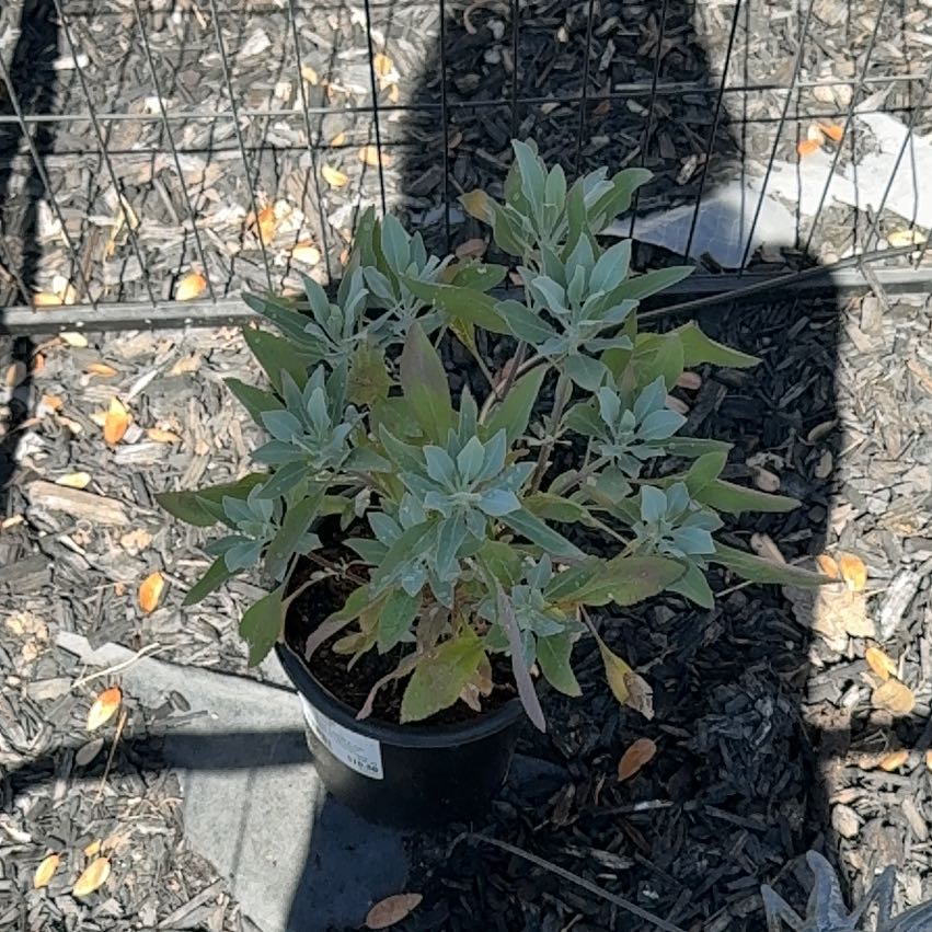 Photo of the plant species White Sage by @AgilePhlox34 named Tolkien on Greg, the plant care app