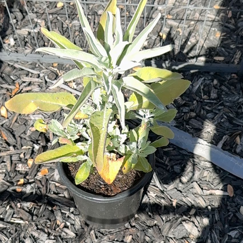 Photo of the plant species White Sage by @AgilePhlox34 named Xena on Greg, the plant care app
