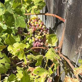Photo of the plant species Wine Grape by @AgilePhlox34 named Plato on Greg, the plant care app