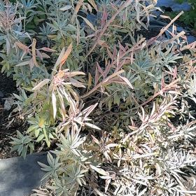 Photo of the plant species White Sage by @AgilePhlox34 named Ronaldo on Greg, the plant care app
