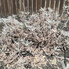 Photo of the plant species White Sage by @AgilePhlox34 named Eva on Greg, the plant care app