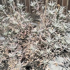 Photo of the plant species White Sage by @AgilePhlox34 named Wall-E on Greg, the plant care app