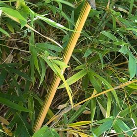 Photo of the plant species Monk's Belly Bamboo by @AgilePhlox34 named Foxxy on Greg, the plant care app