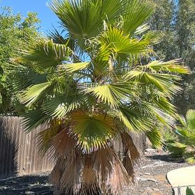 Photo of the plant species Mexican Fan Palm by @AgilePhlox34 named Delilah on Greg, the plant care app