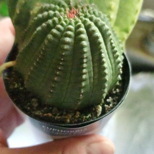 Photo of the plant species Euphorbia 'Dragon's Egg' by @HumaneTupeia16 named Fernie Saunders on Greg, the plant care app