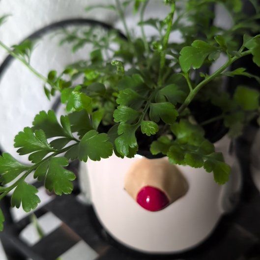 Photo of the plant species Wall-Rue by @KeenMoss80 named Tree Diddy on Greg, the plant care app