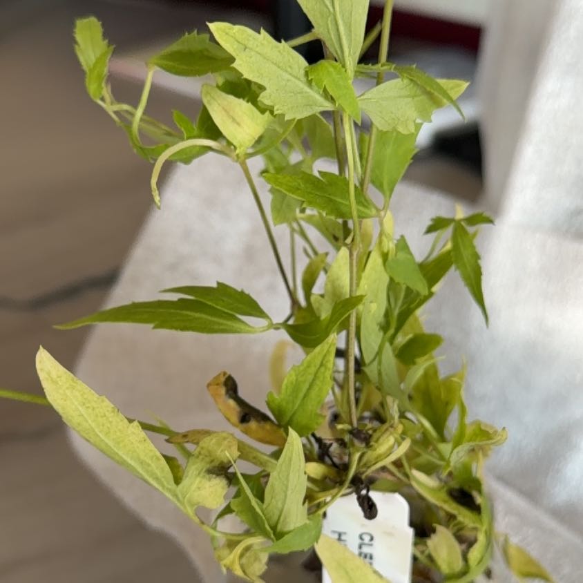 Photo of the plant species Clematis by @HardyChia95 named Mollie on Greg, the plant care app