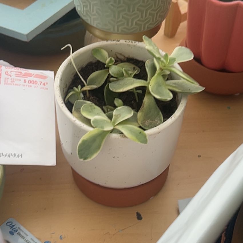 Photo of the plant species Crassula 'Money Maker' by @EnormousOlneya8 named My absolute joy on Greg, the plant care app