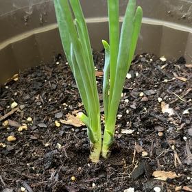 Photo of the plant species Green Onion by @AgileSilkyoak17 named Gates on Greg, the plant care app