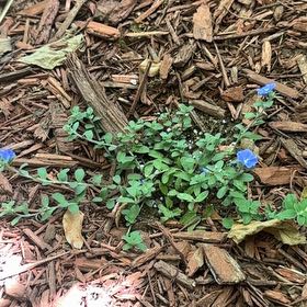 Photo of the plant species Dwarf Morning-Glory by @AgileSilkyoak17 named Nemo on Greg, the plant care app