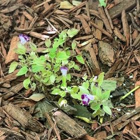 Photo of the plant species Wishbone Flower by @AgileSilkyoak17 named Leaf Erickson on Greg, the plant care app