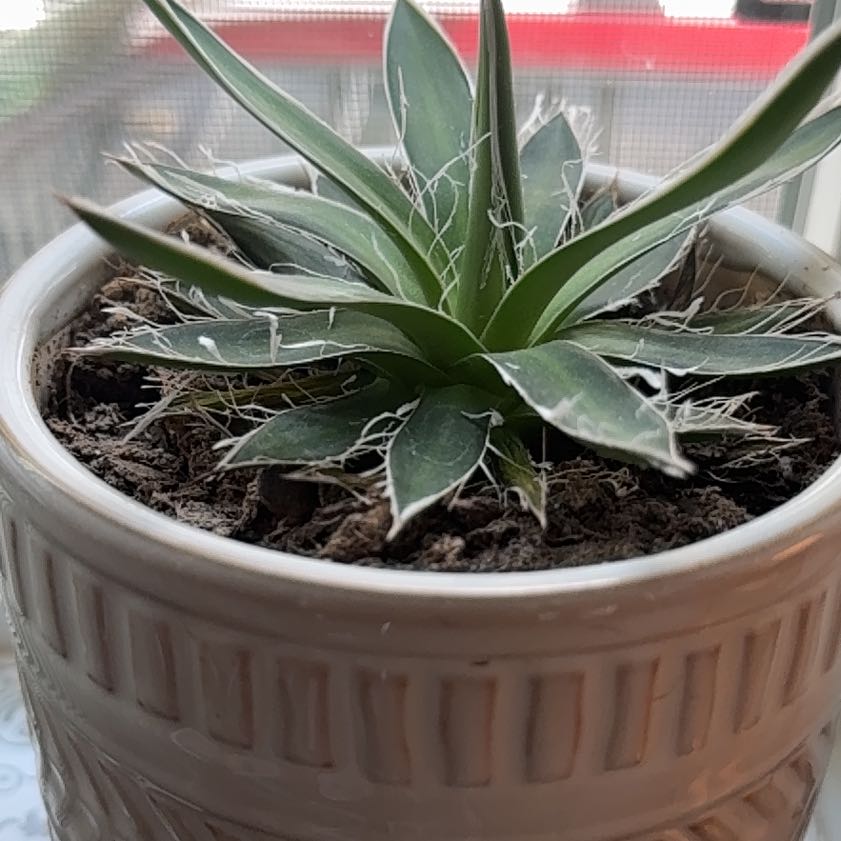 Photo of the plant species Queen Victoria Agave by @QuietPuriri99 named Bigleef Smalls on Greg, the plant care app