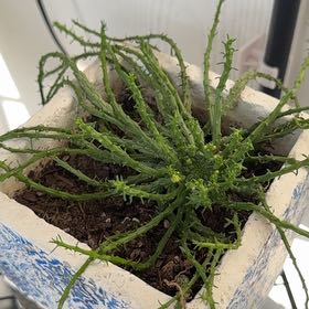 Photo of the plant species Stapelia Planiflora Jacq. by @QuietPuriri99 named Pax on Greg, the plant care app
