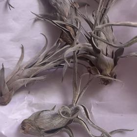 Photo of the plant species Dense Blazing Star by @YesQuince90 named Delilah on Greg, the plant care app