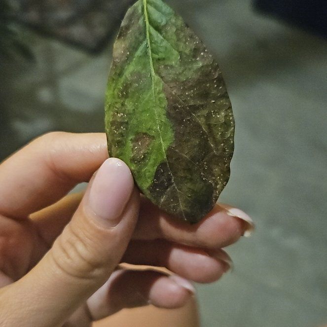 Photo of the plant species Swamp Tupelo by @ContentIcarus31 named Bruce Lee on Greg, the plant care app