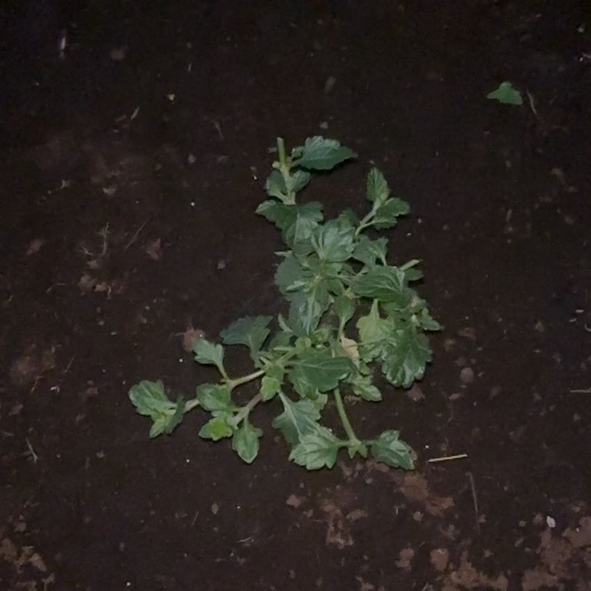 Photo of the plant species Common Verbena by @TryIvy82 named Clooney on Greg, the plant care app