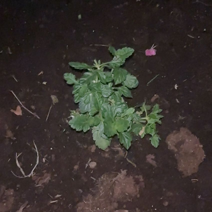 Photo of the plant species Mugwort by @TryIvy82 named Marilyn on Greg, the plant care app