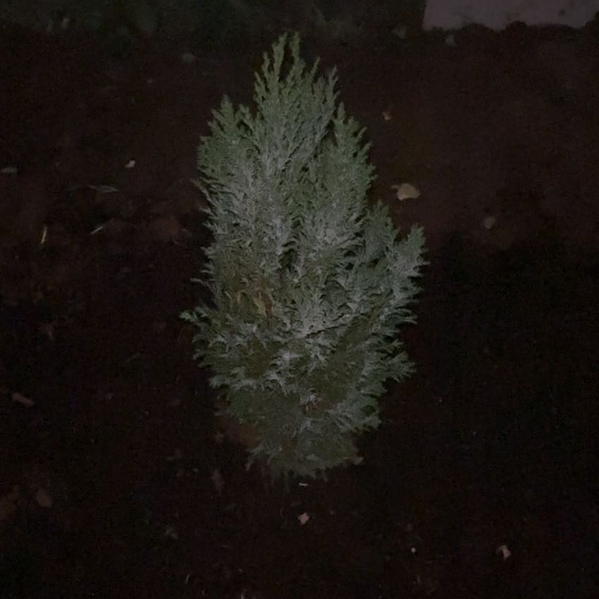 Photo of the plant species Ginger Pine by @TryIvy82 named James Dean on Greg, the plant care app