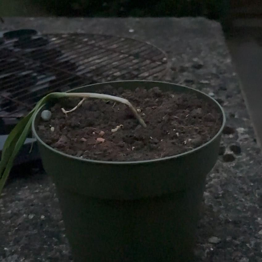 Photo of the plant species Garlic by @TryIvy82 named Lola on Greg, the plant care app
