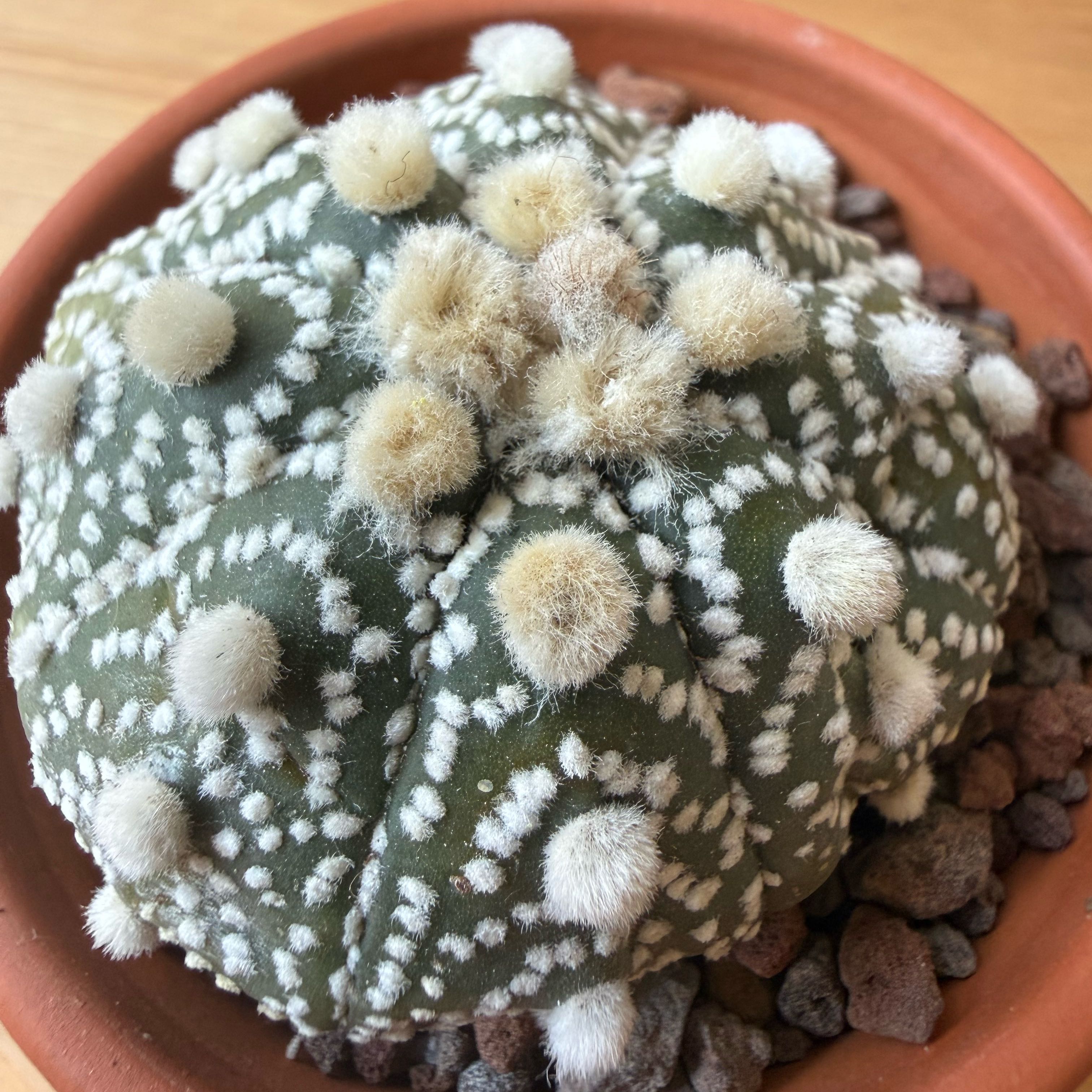 Photo of the plant species Astrophytum 'Super Kabuto' by @GracefulKanna5 named Marley on Greg, the plant care app