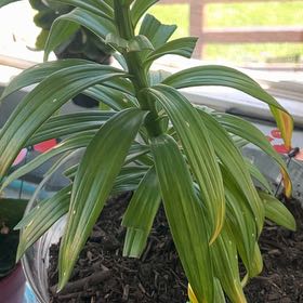 Photo of the plant species Easter Lily by @GiftedBaytree named Spencer on Greg, the plant care app
