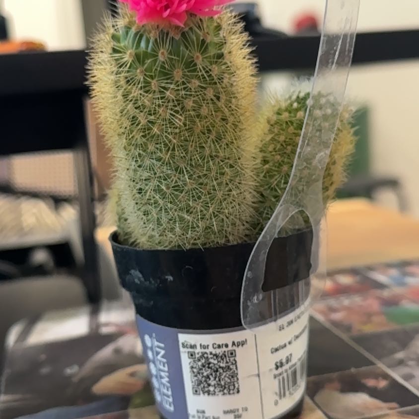 Photo of the plant species Assorted Cactus by @CleanLilliput85 named Gaga on Greg, the plant care app