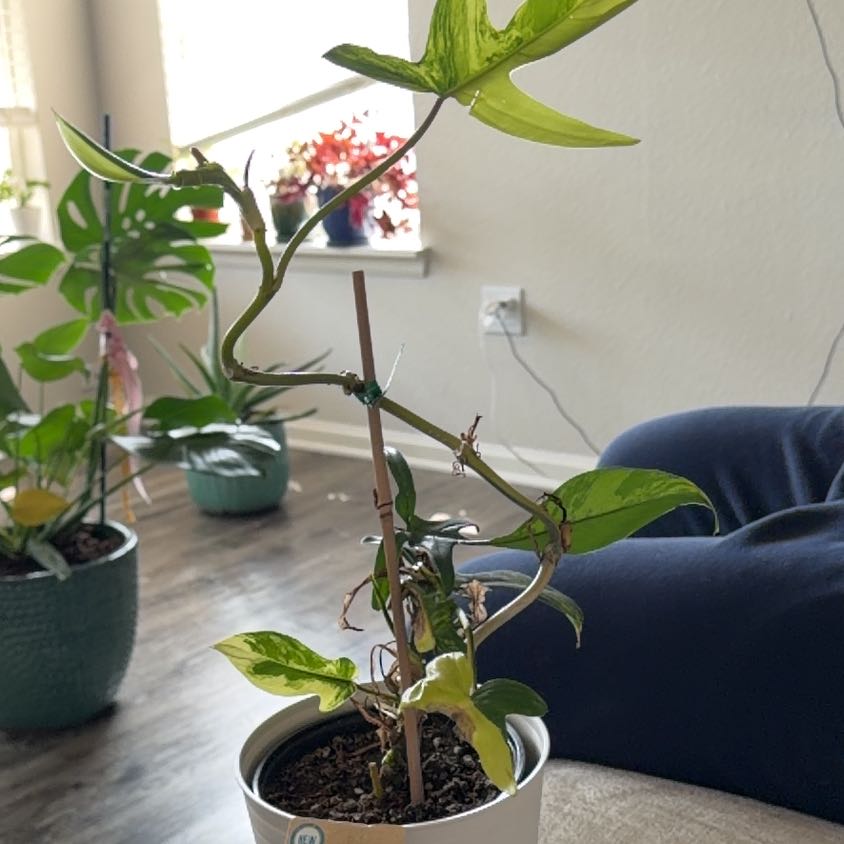 Photo of the plant species Florida Beauty by @NumberoneHoya named Silvia on Greg, the plant care app