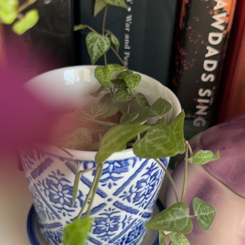 Photo of the plant species String Of Arrows by @NumberoneHoya named Frieren on Greg, the plant care app