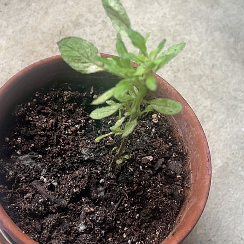 Photo of the plant species Holy Basil (Tulsi) by @HeirGrass33 named Wall-E on Greg, the plant care app