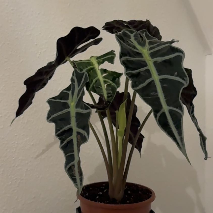 Photo of the plant species Kris Plant by @MarvelFilbert91 named Rou on Greg, the plant care app