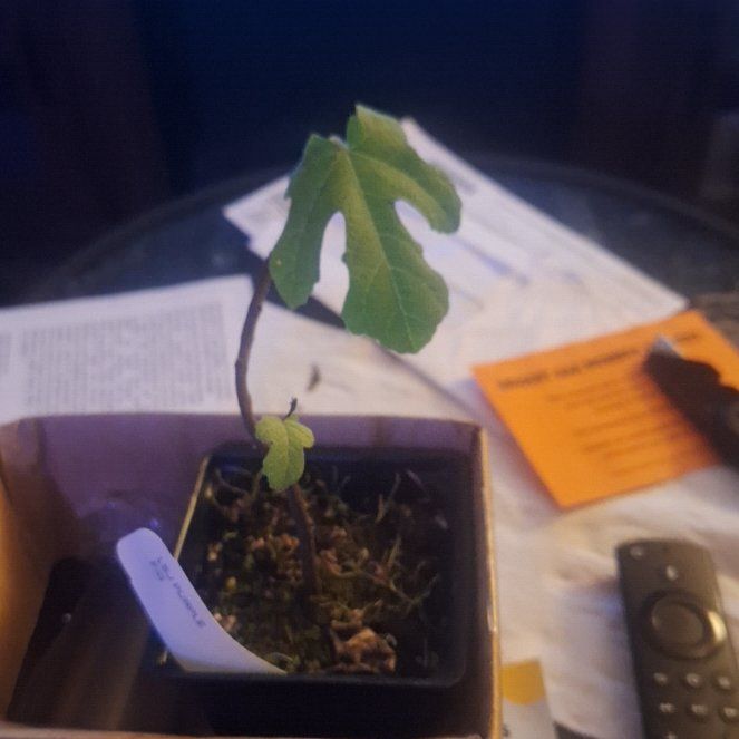 Photo of the plant species Brown Turkey Fig by @UniquelyTawa44 named Shakira on Greg, the plant care app