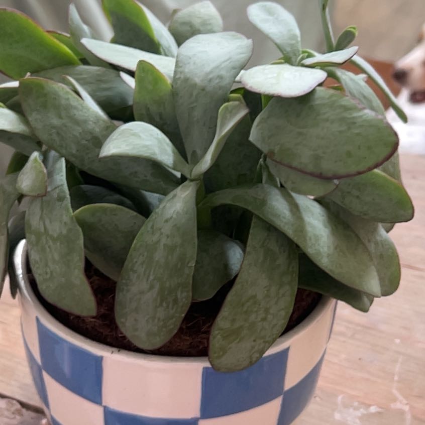 Photo of the plant species Crassula Arborescens by @TryRosemary13 named Blue Bird on Greg, the plant care app