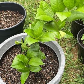 Photo of the plant species Cherry Laurel by @CordialBanana65 named ChloroPhil on Greg, the plant care app