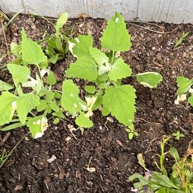 Photo of the plant species Lateflowering Goosefoot by @CordialBanana65 named Eva on Greg, the plant care app