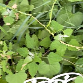 Photo of the plant species Amur Peppervine by @CordialBanana65 named Gaga on Greg, the plant care app
